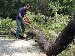 How Our Tree Care Process Works  in  Allendale, MI